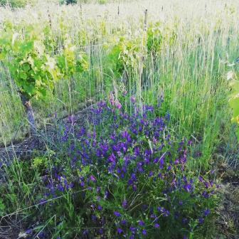 Parcelle de Syrah en permaculture