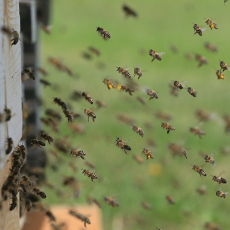 Préservation de l'environnement et de nos abeilles