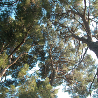 Vue du parc sur les pins 